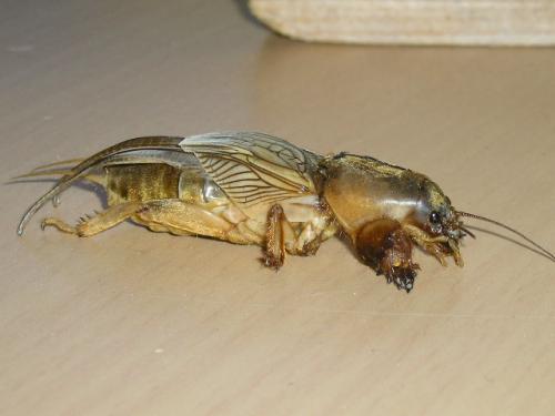 Gryllotalpa sp.