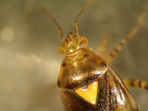 Liocoris tripustulatus