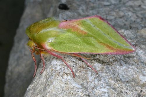 Pseudoips prasinana