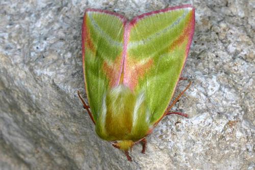 Pseudoips prasinana