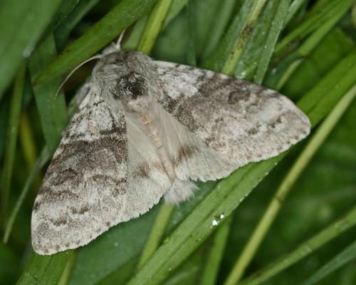 Réf. 31 606 : Calliteara pudibunda