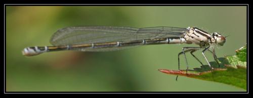 Réf. 31 621 : Coenagrion puella
