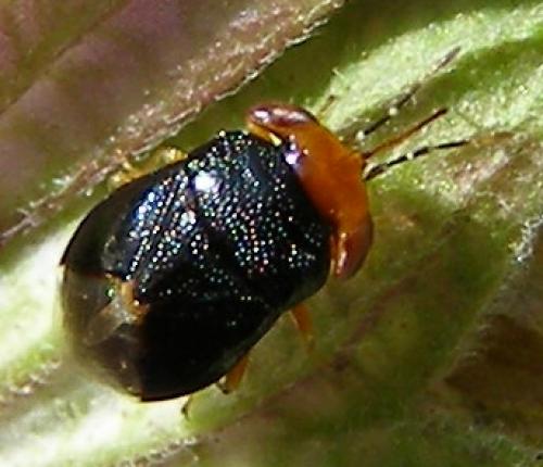 Réf. 31 670 : Geocoris erythrocephalus