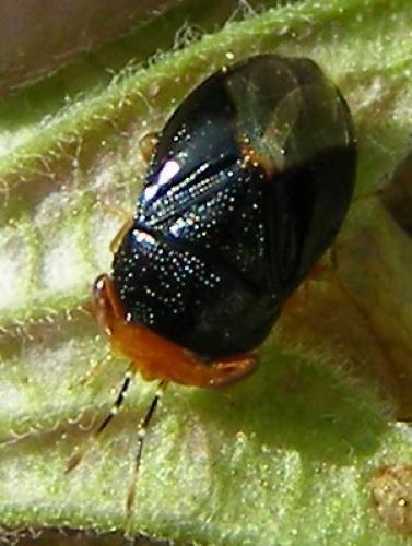 Réf. 31 672 : Geocoris erythrocephalus
