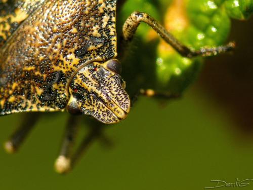 Rhaphigaster nebulosa