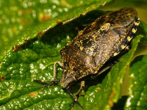 Réf. 31 664 : Rhaphigaster nebulosa