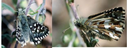 Pyrgus malvoides