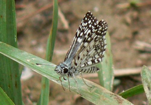 Burnsius orcus