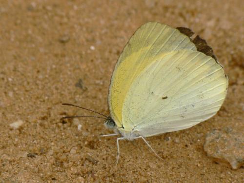 Réf. 31 106 : Pyrisitia venusta
