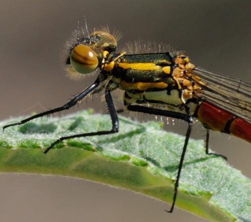 Pyrrhosoma nymphula