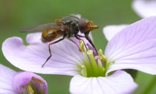 Réf. 31 755 : Rhingia campestris