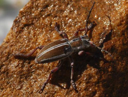 Réf. 31 927 : Iberodorcadion molitor