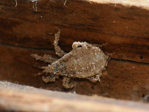 Reduvius personatus