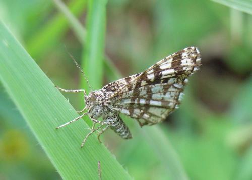 Chiasmia clathrata