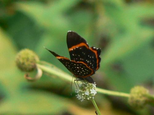 Riodina lysippus