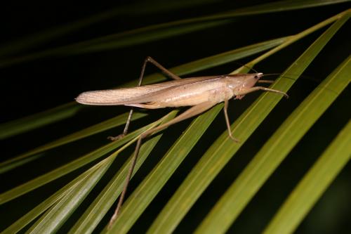 Conocephalinae