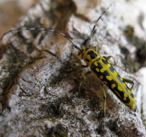 Réf. 31 198 : Saperda scalaris