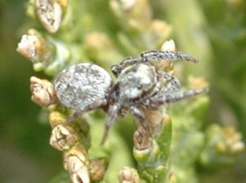 Macaroeris nidicolens