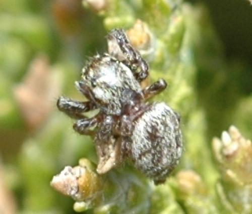 Macaroeris nidicolens