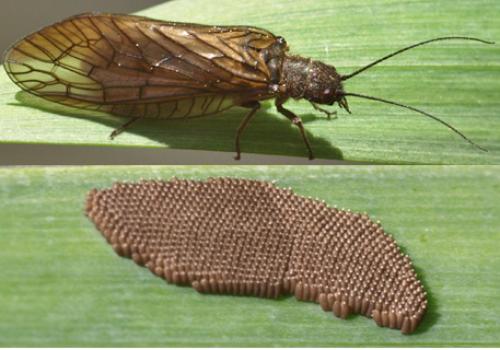 Sialis sp.