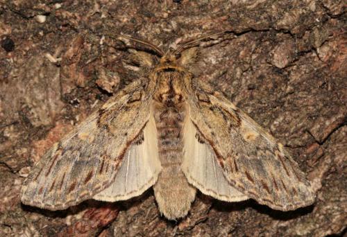 Peridea anceps