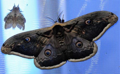 Saturnia pyri