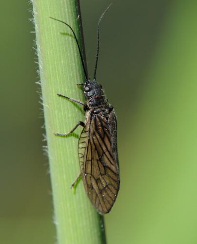 Sialis sp.