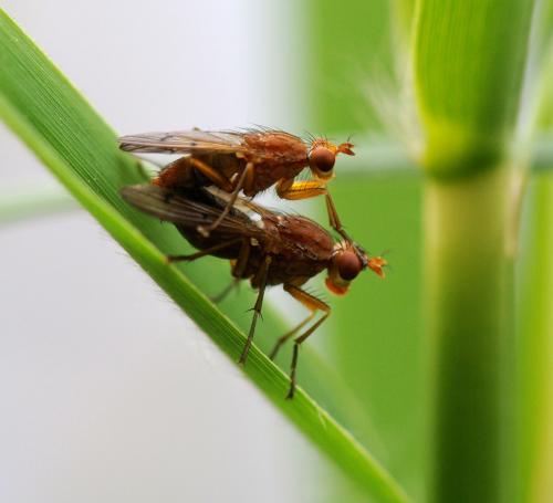 Tetanocera sp.
