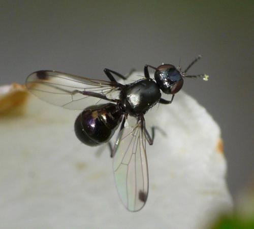 Sepsis sp.