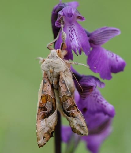 Réf. 31 832 : Phlogophora meticulosa