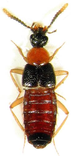 Réf. 31 731 : Zyras collaris