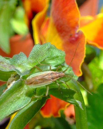 Stenodema holsata