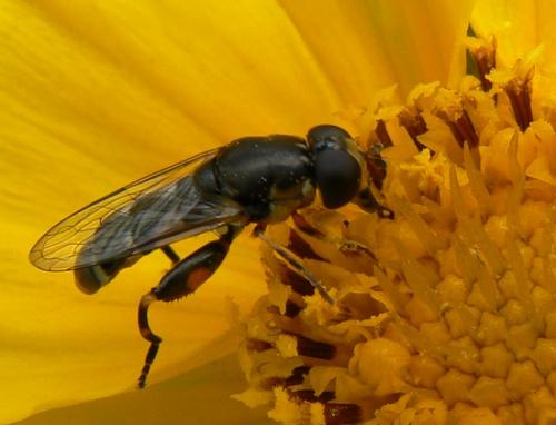Réf. 31 312 : Syritta pipiens