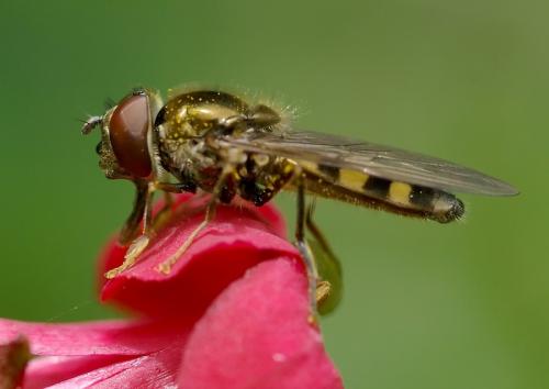 Platycheirus peltatus