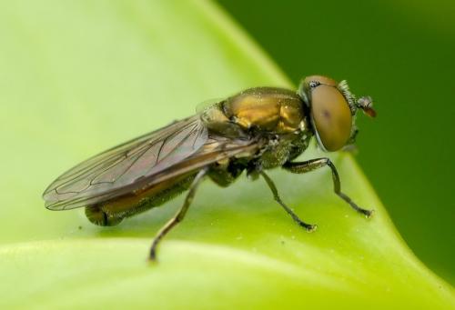 Riponnensia splendens