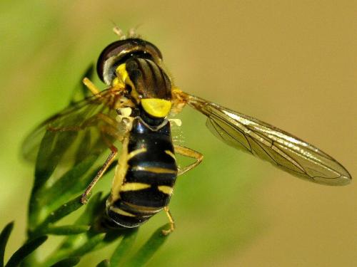 Sphaerophoria sp.