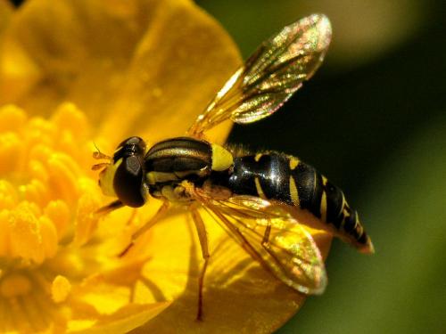 Réf. 31 972 : Sphaerophoria sp.