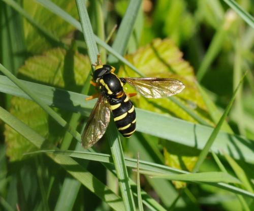 Philhelius citrofasciatum