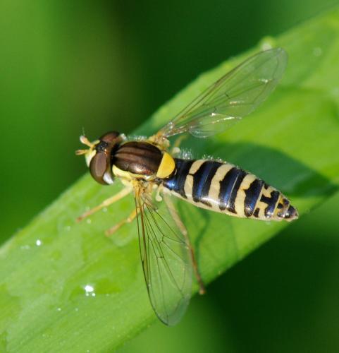 Sphaerophoria sp.