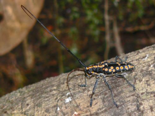 Taeniotes subocellatus