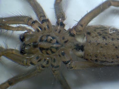 Tegenaria sp.