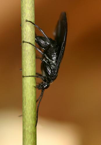 Phymatocera aterrima