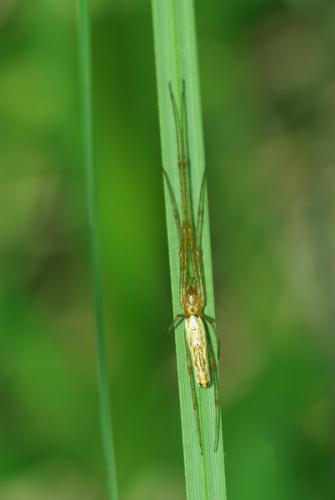 Tetragnatha sp.