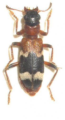 Thanasimus femoralis