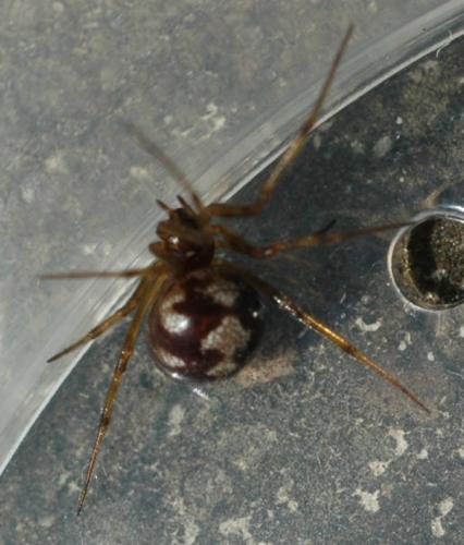 Réf. 31 828 : Steatoda triangulosa