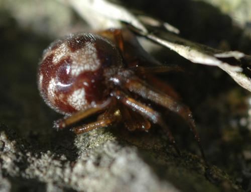 Steatoda triangulosa