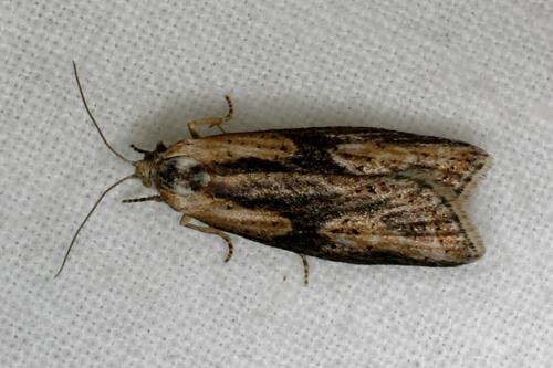 Réf. 31 616 : Doloploca punctulana