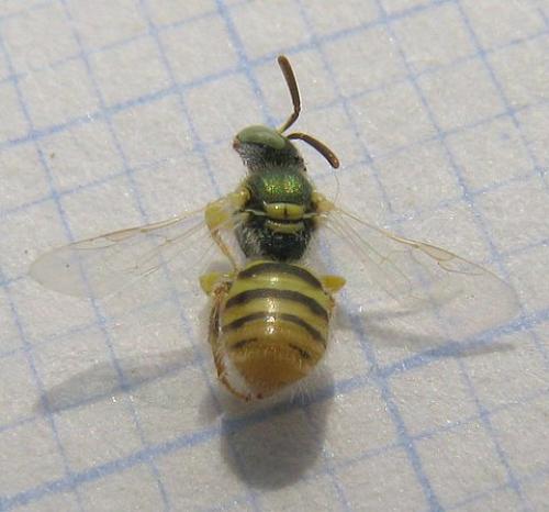 Nomioides facilis