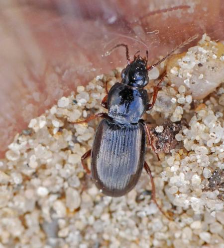 Réf. 31 063 : Pterostichus strenuus