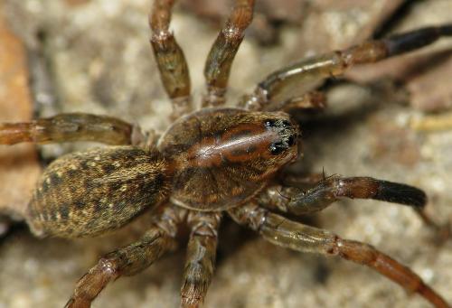 Trochosa sp.